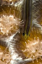 Tiny Bonaire Yellowstrip Goby hiding under feeding coral by Karl Dietz 